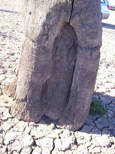 Scar Tree